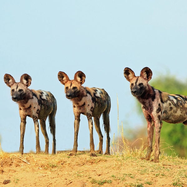 There wild dogs standing and looking alert against a natural blue sky and bush background in South Lunagwa National Park, Zambia