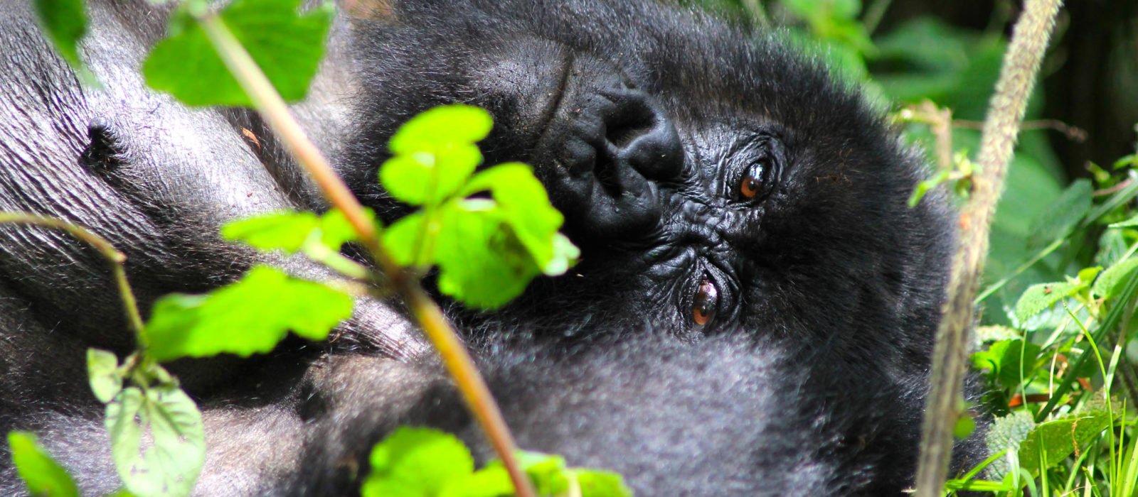 Mountain gorilla baby in Uganda