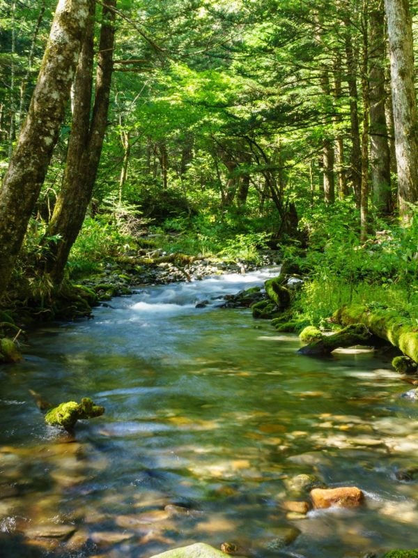 A running mountain river in green forest in Japan