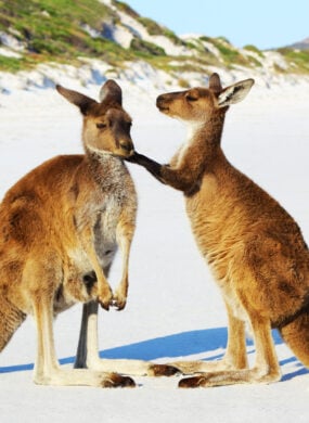 Kangaroo Mother and Young cuddling, Lucky Bay, Australia