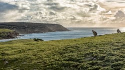 Kangaroos grazing on the clifftops at sunset in kangaroo island