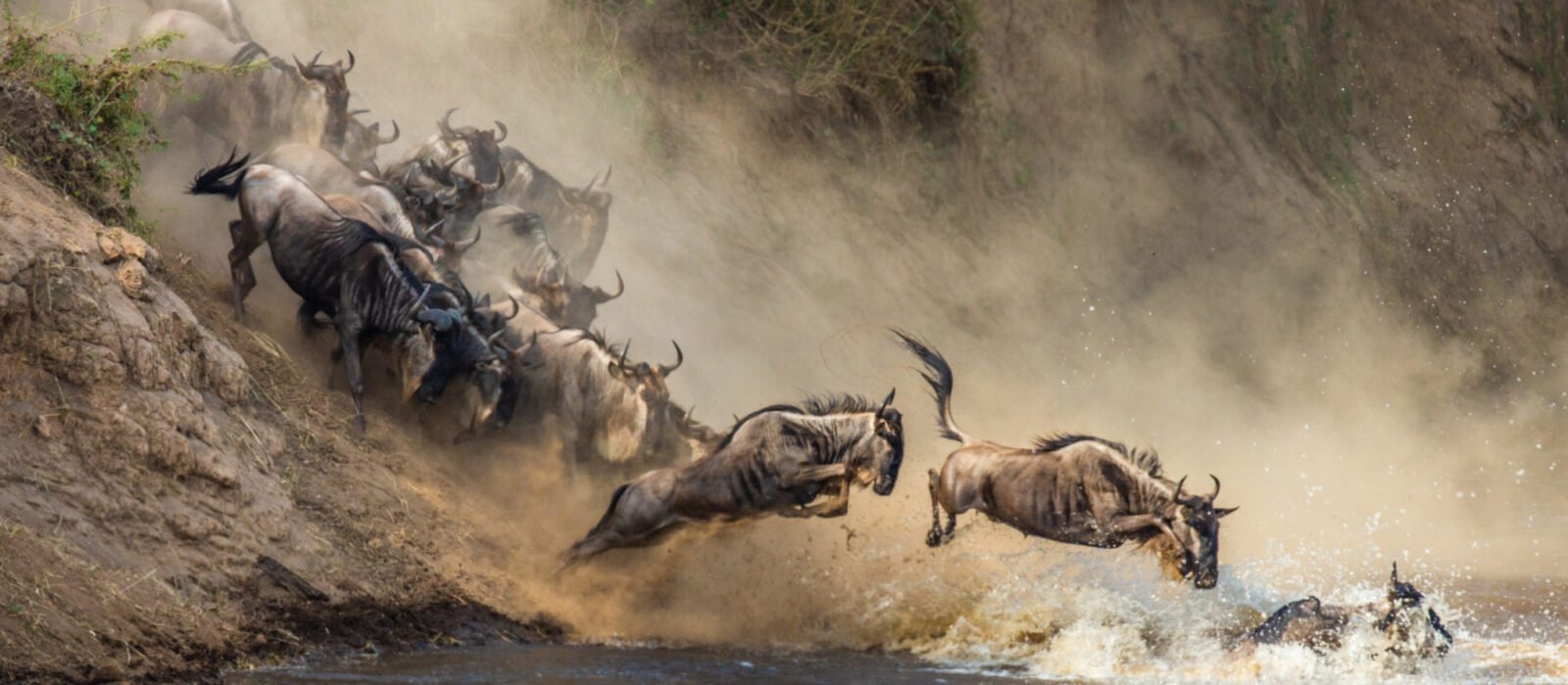 A herd of wildebeests crashing through the waters of the Mara River, between Tanzania and Kenya, during the Great Migration.