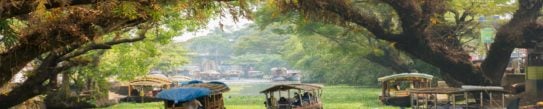 Houseboats on a river drifting under leaning tree branches in the Kerala backwaters, India