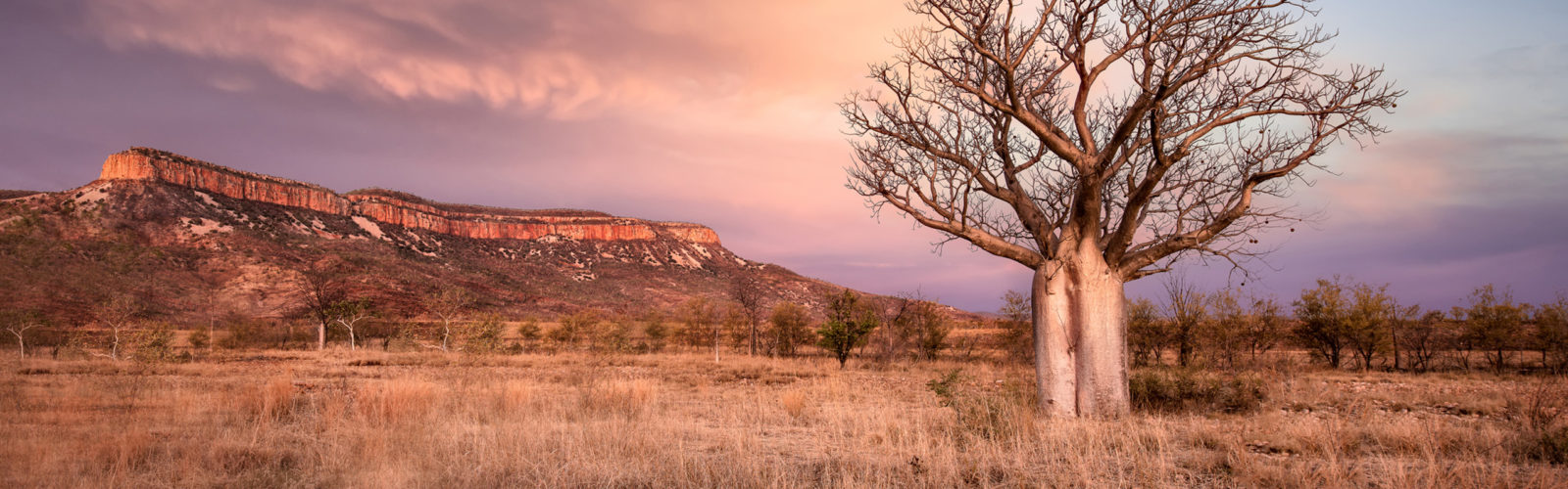 Boab-tree-kimberley-australia