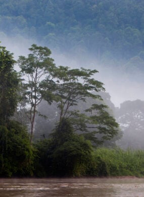 Kinabatangan River, Sabah. Borneo, Malaysia.