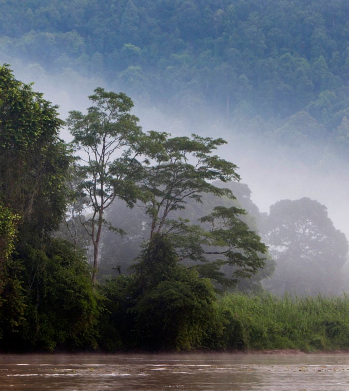 Kinabatangan River, Sabah. Borneo, Malaysia.