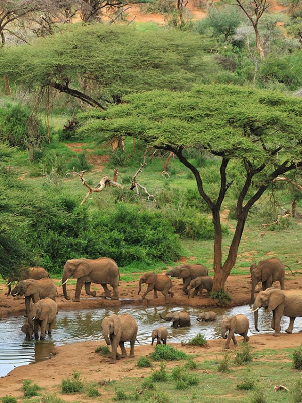 Wide angle photograph of some grey elephants at a waterhole