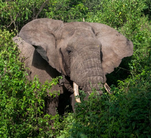 A wild elephant (Loxodonta africana) emerging from green foliage in Lake Manyara national Park