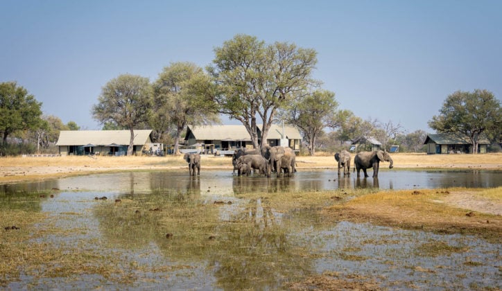 elephants-watering-hole-linkwasha-camp-zimbabwe