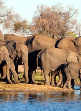 elephant-family-hwange-zimbabwe