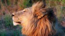 Close up of a male lion