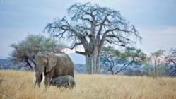 Elephant and calf in the plains of Tarangire National Park, Tanzania