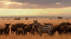 Zebra and wildebeest in the Serengeti National Park, Tanzania, at sunset