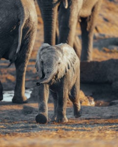 Close-up of an elephant calf