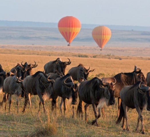 Hot air balloons over a herd of wildebeest in the Maasai Mara, Kenya