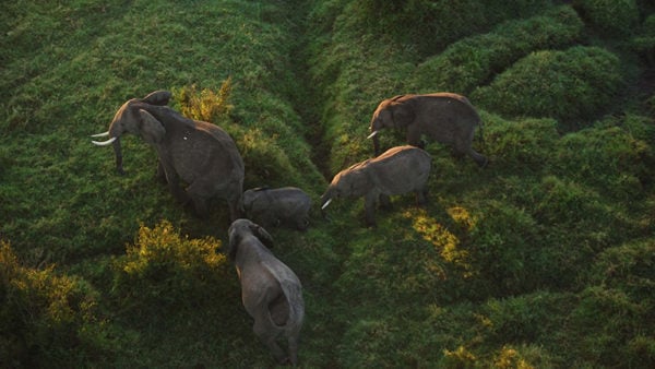 Aerial view of a herd of elephants with a baby in the early morning sunshine in tall green grass