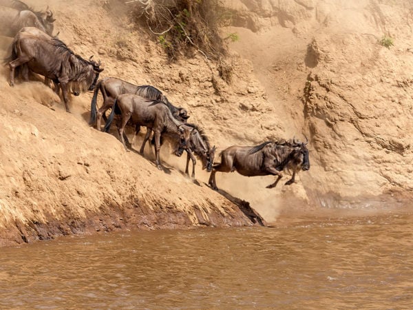 A herd of wildebeest crossing a river in the Great Wildebeest Migration in Kenya