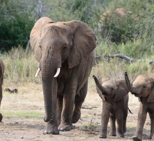 Elephant family