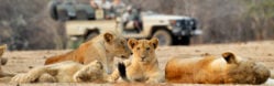 Madikwe Family Safari