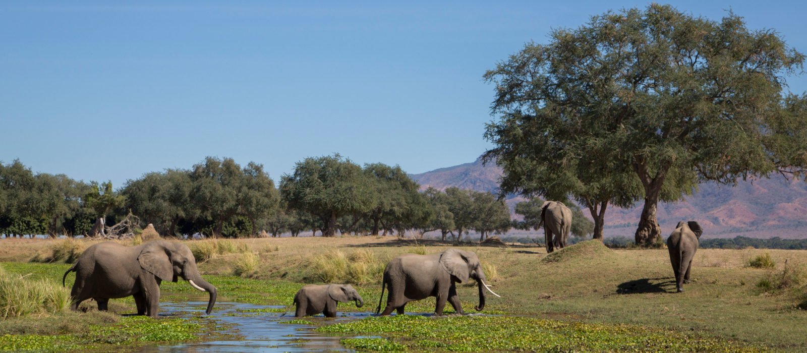 Heard of elephants passing through the landscape at Mana Pools