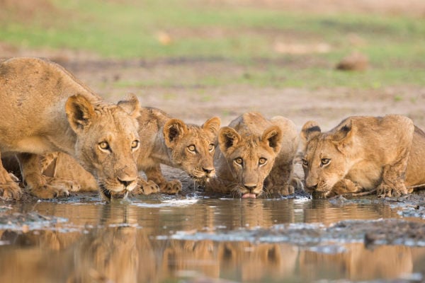 Lioness (Panthera leo) and cubs drinking 481010796 Pride Of Lions, Safari Animals, Lion Cub, Cub, Lioness, Young Animal, Female Animal, No People, Four Animals, Mana Pools National Park, Dusk, Adult, Crouching, Drinking, Alertness, Wildlife, Full Length, Looking At Camera, Front View, Zimbabwe, Southern Africa, Africa, Animals In The Wild, Lion - Feline, Undomesticated Cat, Feline, Mammal, National Park, Water's Edge, african wildlife, big five, November, Unesco Biosphere Reserve Zimbabwe Lioness (Panthera leo) and cubs drinking.481010796.Pride Of Lions, Safari Animals, Lion Cub, Cub, Lioness, Young Animal, Female Animal, No People, Four Animals, Mana Pools National Park, Dusk, Adult, Crouching, Drinking, Alertness, Wildlife, Full Length, Looking At Camera, Front View, Zimbabwe, Southern Africa, Africa, Animals In The Wild, Lion - Feline, Undomesticated Cat, Feline, Mammal, National Park, Water's Edge, african wildlife, big five, November, Unesco Biosphere Reserve.Zimbabwe 481010796 Cub, Lioness, Lion Cub, Pride Of Lions, Safari Animals, Young Animal, Animal, Lion, Mammal, Wildlife