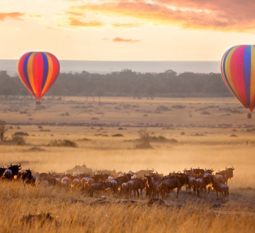 masai-mara-wildebeest-kenya-africa