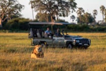 Game viewing on safari at Mombo