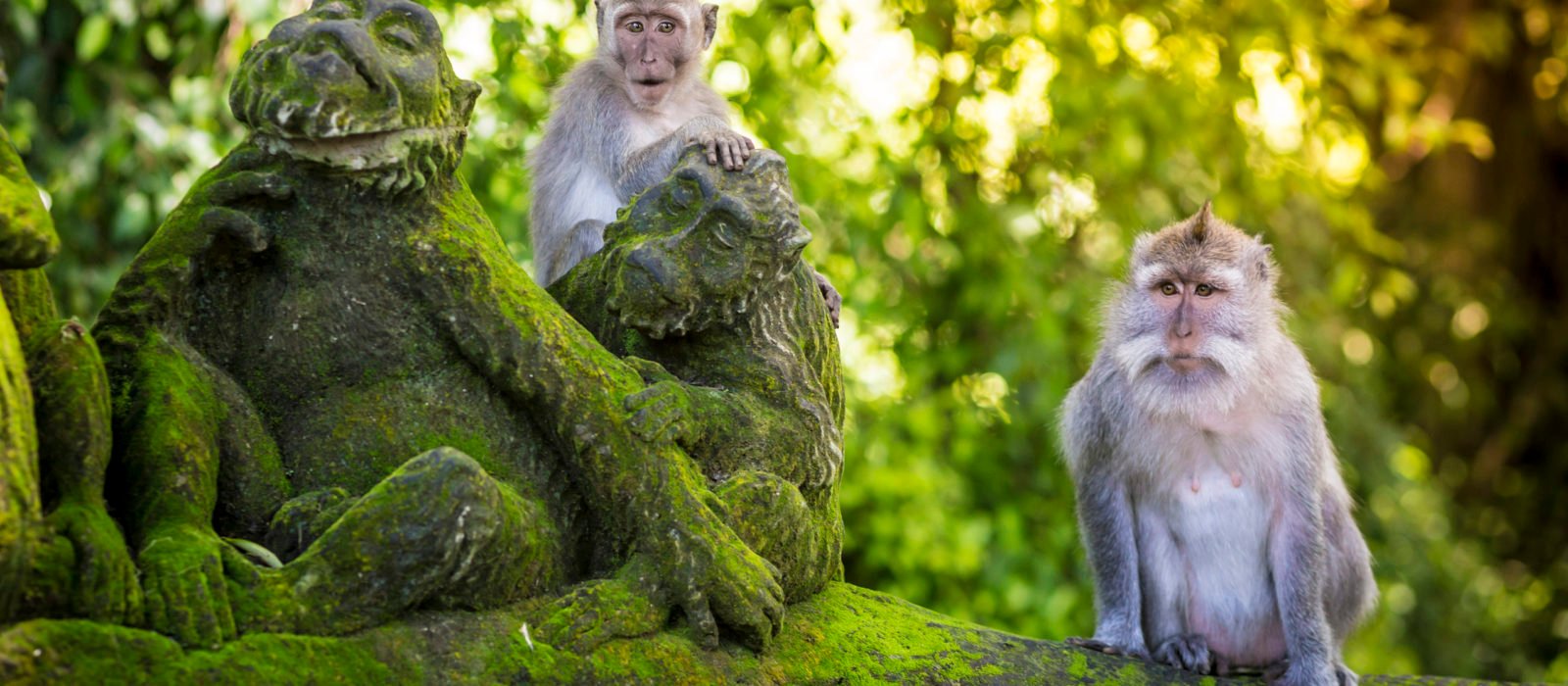 monkey-temple-ubud