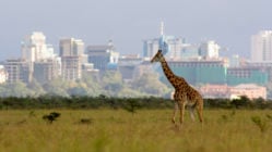 Lone giraffe against backdrop of the Nairobi city skyline – Nairobi national park, Kenya