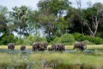 A herd of wild elephants with some babies wallowing in a river