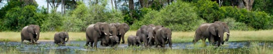 A herd of wild elephants with some babies wallowing in a river