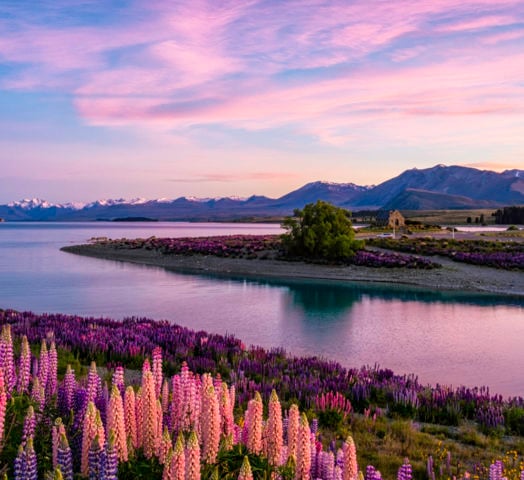 Lake Tekapo At Dawn, New Zealand South Island