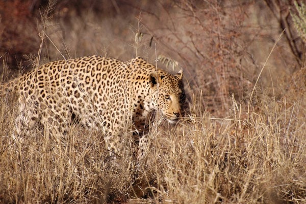 Stalking Leopard