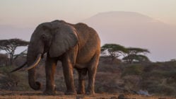 ol-donyo-lodge-elephant-dusk