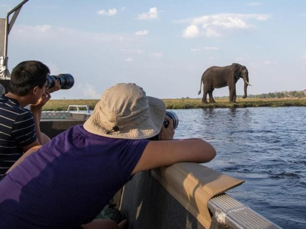 People taking photographs from a boat of a wild elephant