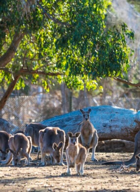 kangaroos-australia