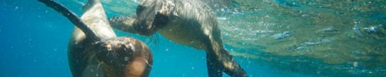 Two Galapagos Sea Lions Frolic Together Underwater