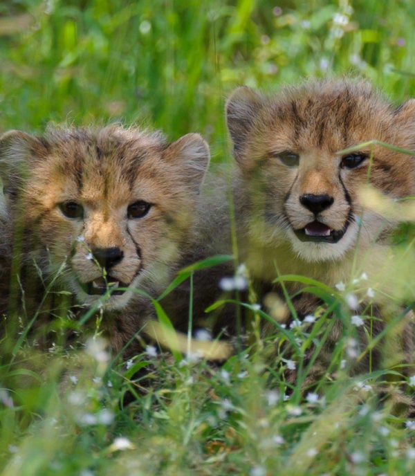 Two baby cheetahs looking at the camera in long green grass