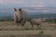 Rhinos, Solio Private Reserve, Kenya