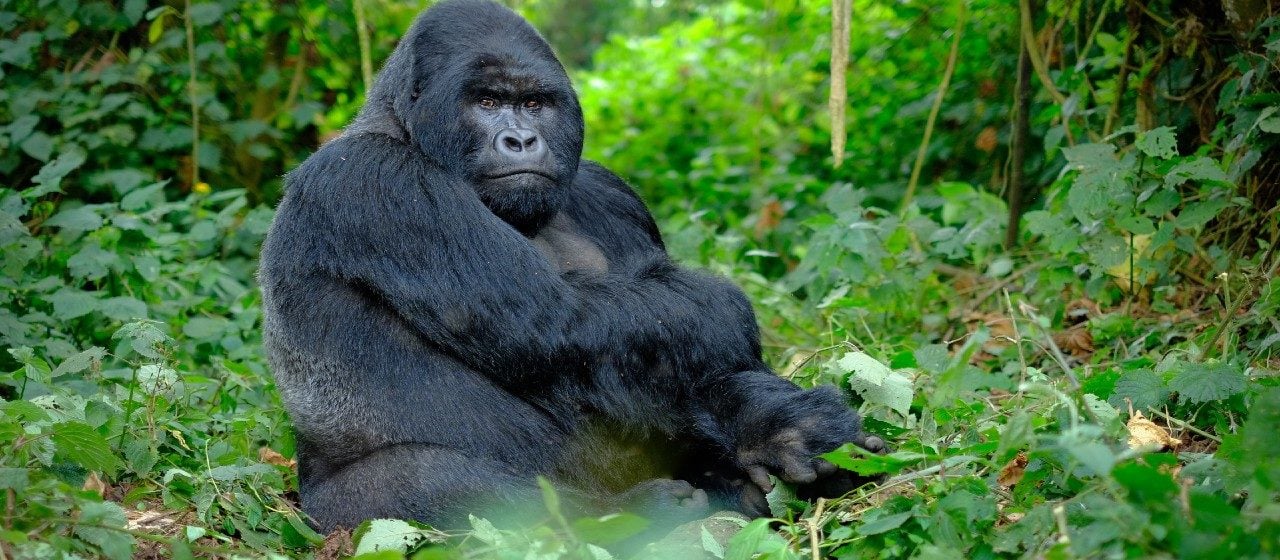 Close-up of a silverback gorilla in the jungle