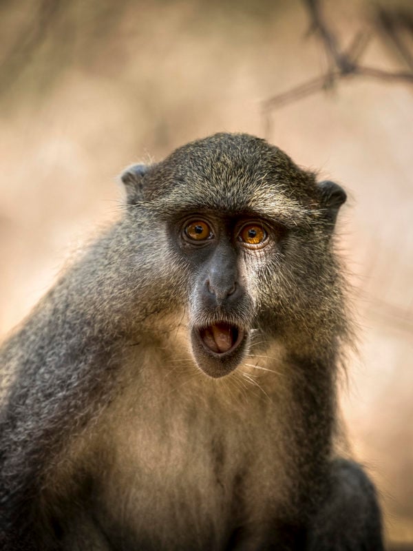 A wild Samango monkey looks down the camera lens with a comically shocked expression