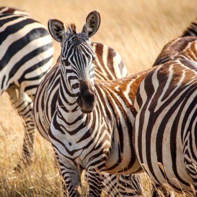 Herd of zebra in the grasslands in the golden light, Tanzania