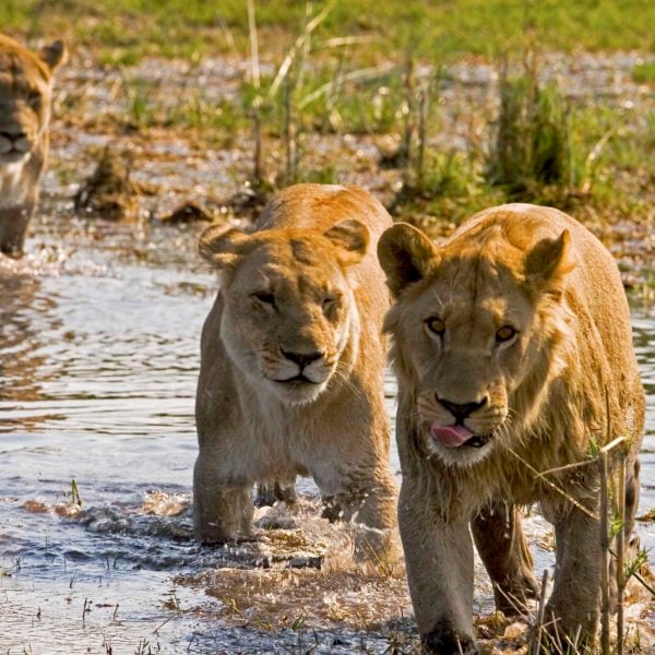 Two lionesses walking through water