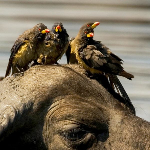 Four black birds with colourful beaks sitting on the head of a wildebeest