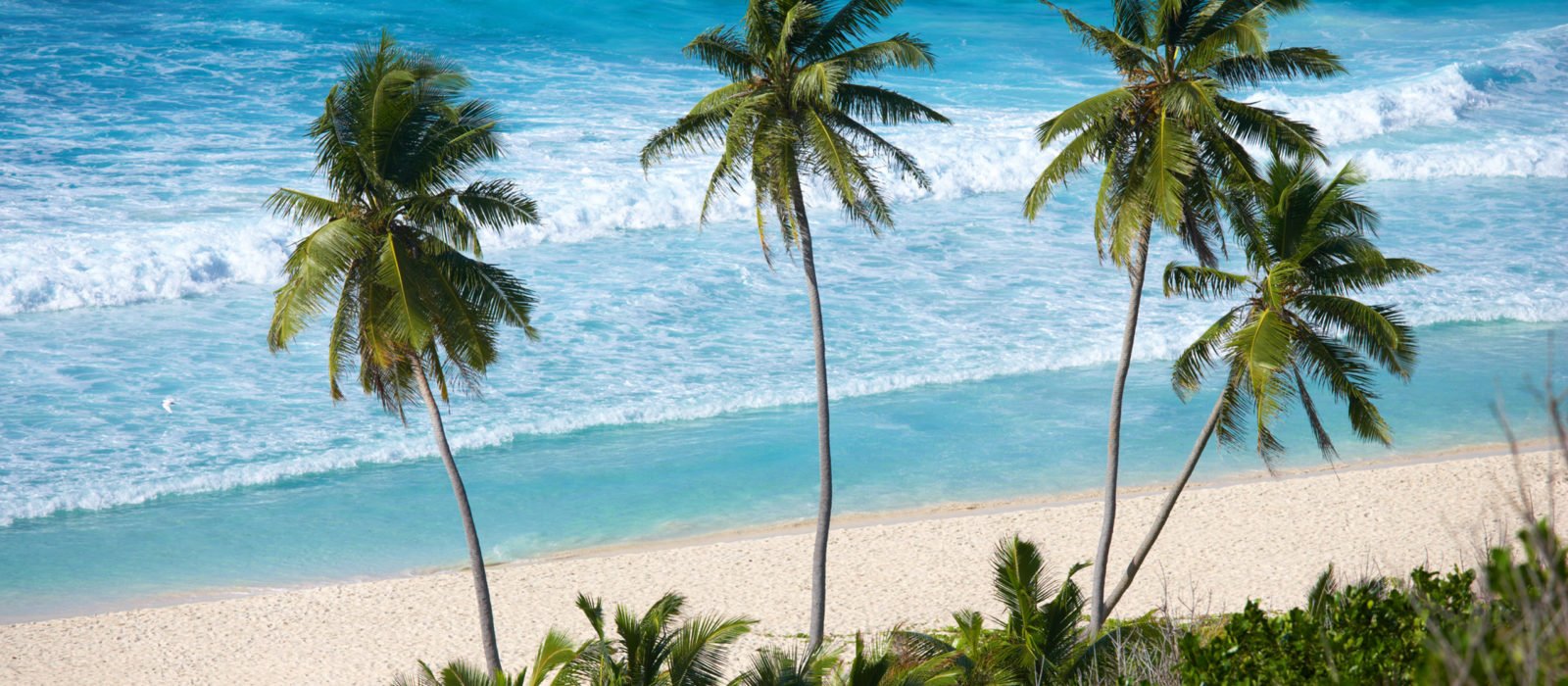 seychelles-palm-trees