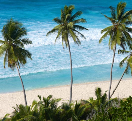 seychelles-palm-trees