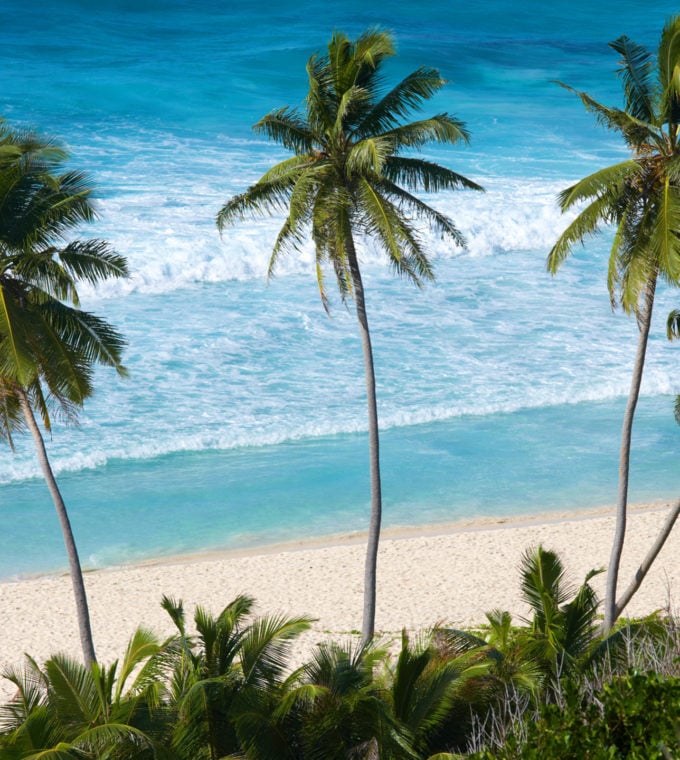 seychelles-palm-trees