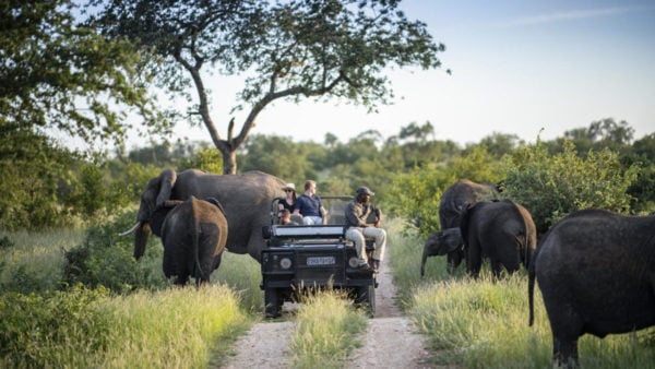 A safari jeep with four people in watching a herd of African elephants as they graze on tall grass on the sides of the road