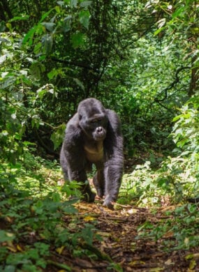 gorilla-singita-kwitonda-lodge