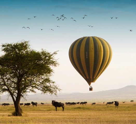 A yellow and blue striped hot a air balloon flying low over a herd of wildebeest on an open plain